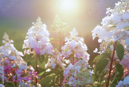 White-pink hydrangea flowers at sunset light