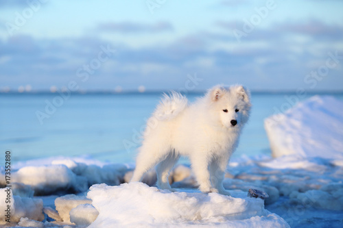 White dog samoyed on the winter beach in the snow