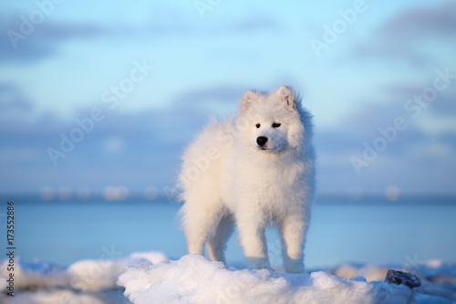 White dog samoyed on the winter beach in the snow