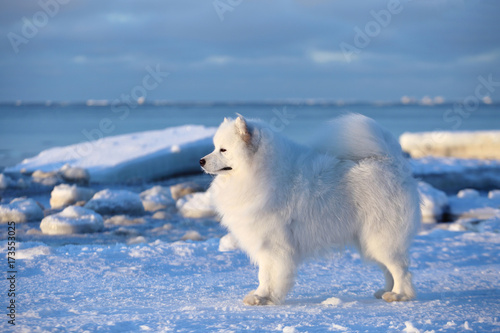 White dog samoyed on the winter beach in the snow