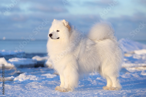 White dog samoyed on the winter beach in the snow photo