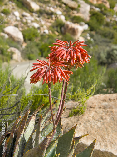 South African Cape fynbos plants.