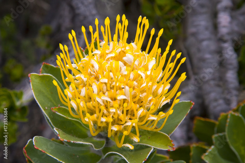 South African Cape fynbos plants.