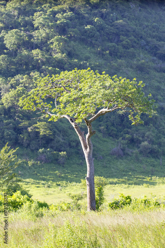 Single tree stands out against bushy hillside
