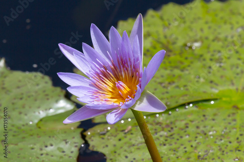 Water-Lilly photographed ii the Zululand region of South Africa.