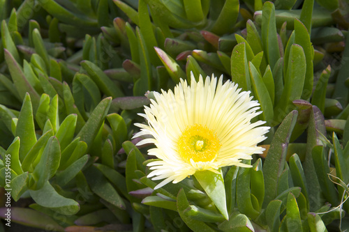 South African Cape fynbos plants.
