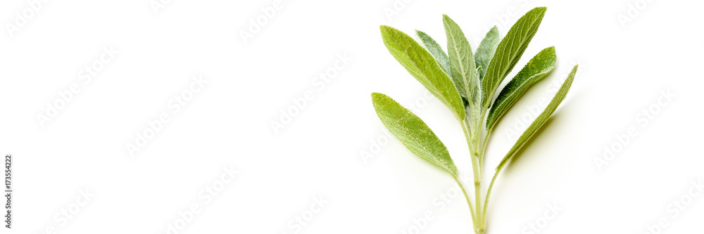 Obraz premium Salbei isoliert auf weißem Untergrund mit Textfreiraum