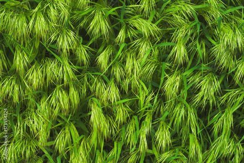 Green grass background