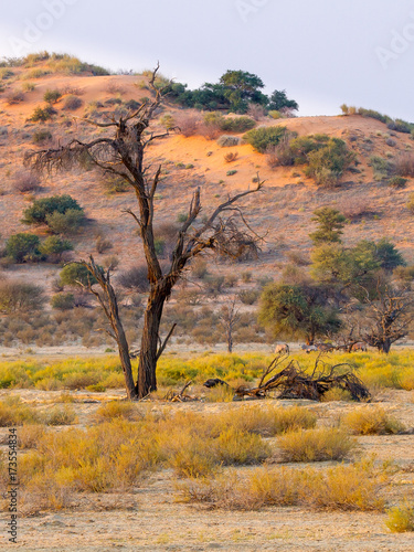 Parched tree in a dry river bed in the Kgalagadi Transfrontier National Park between South Africa, Namibia, and Botswana.