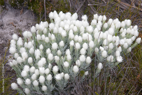 South African Cape fynbos plant: Helichrysum
