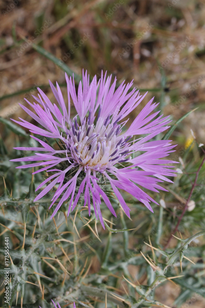 capolino violetto (Galactites tomentosa) capolino violetto (Galactites tomentosa)