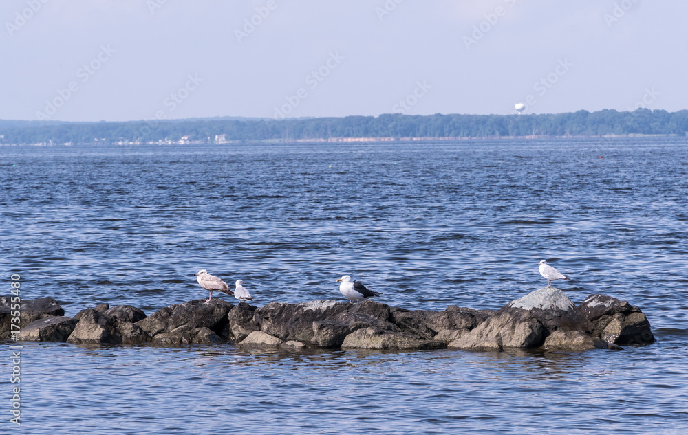 Gulls on the Rocks