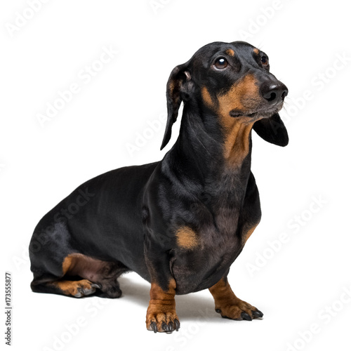 A dog (puppy) of the dachshund breed, black and tan on isolated on white background