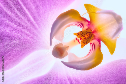 Orchids flower. Closeup