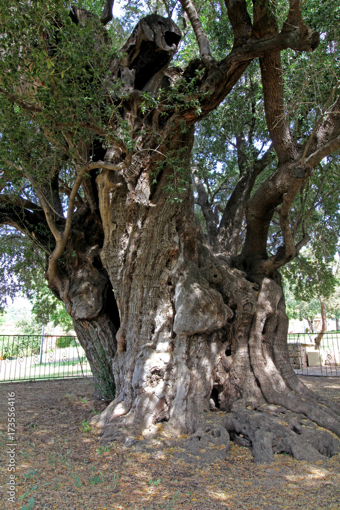 l'olivastro monumentale di Santa Maria Navarrese (Sardegna)
