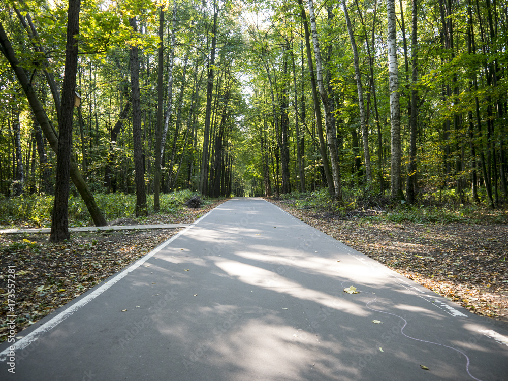 Fototapeta premium Straight asphalt alley with white line in park surrounded with trees