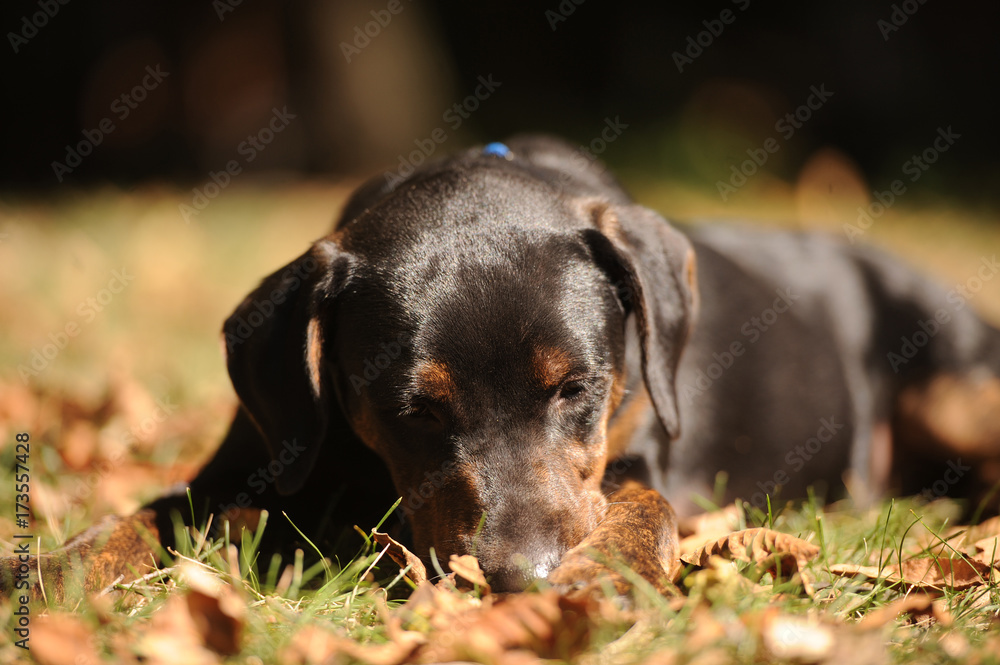 Cute puppy in leaves