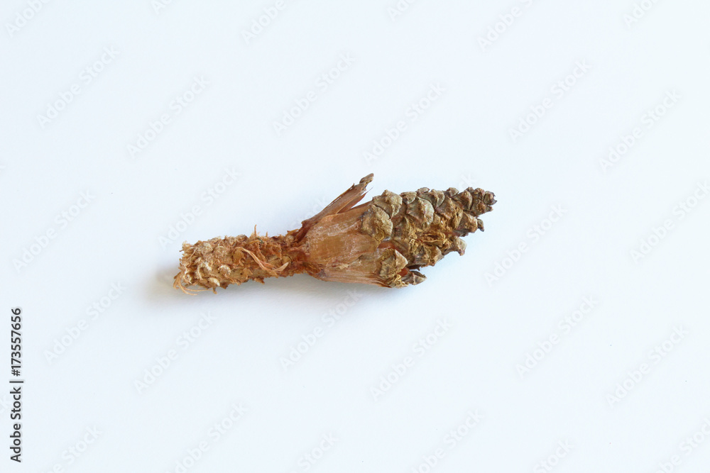 Pine cone partially eaten by squirrels, isolated on white
Pine cone partially eaten by squirrels, isolated on white