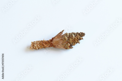 Pine cone partially eaten by squirrels, isolated on white 