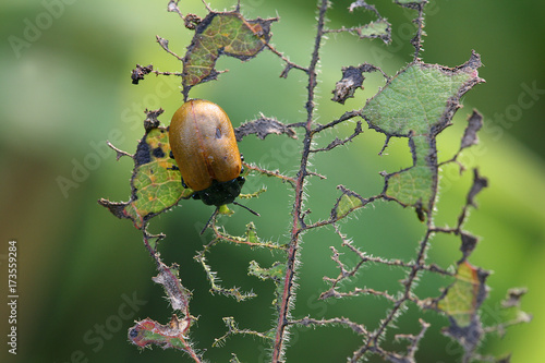 garden chafer
