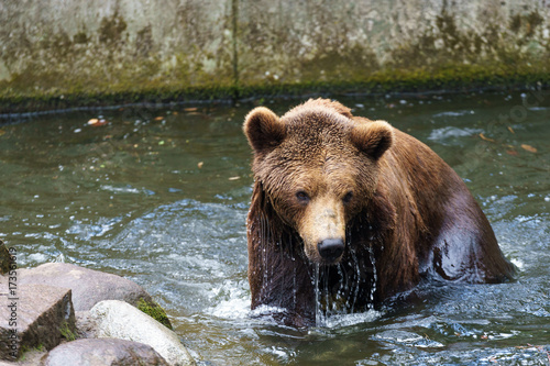 brown bear getting out of water