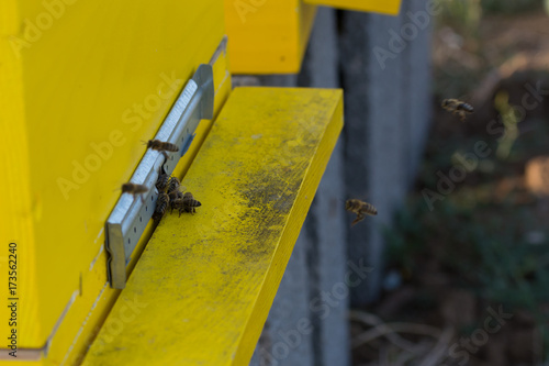 Wallpaper Mural Bees entering the hive. Bees defending the hive. Torontodigital.ca