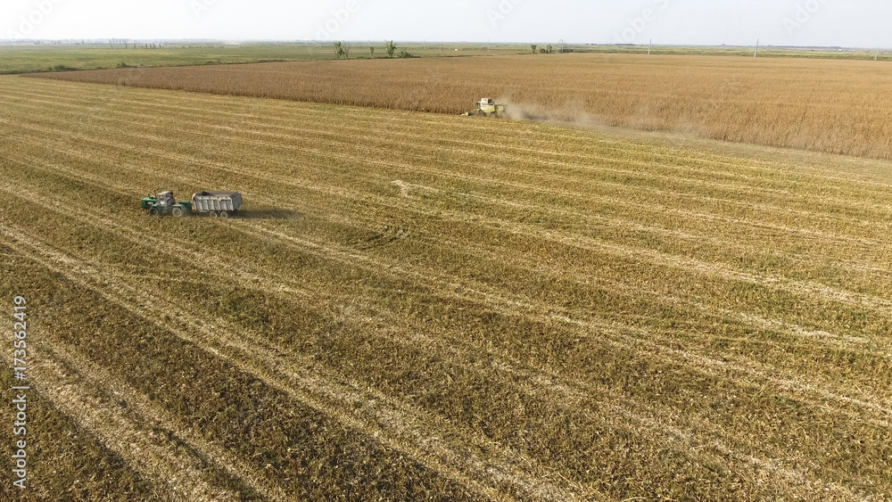 Harvester harvests corn. Collect corn cobs with the help of a combine harvester. Ripe corn on the field. Harvester harvests corn. Collect corn cobs with the help of a combine harvester. Ripe corn on the field.