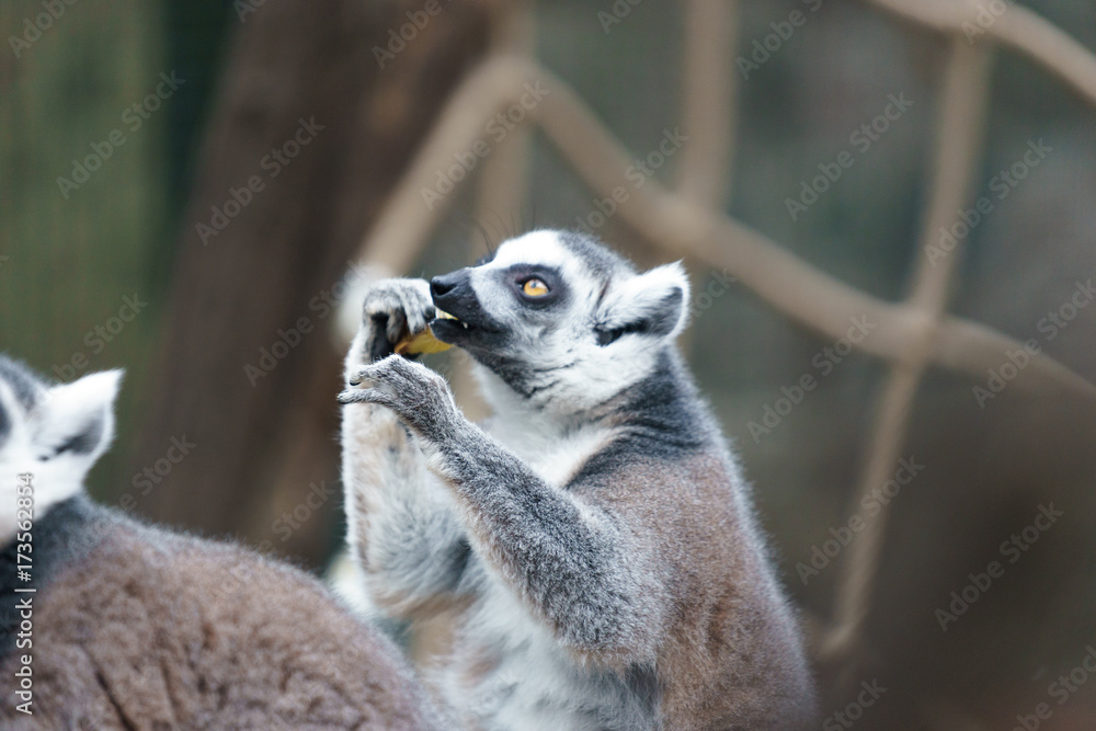 Fototapeta premium lemur in a zoo eating fruit
