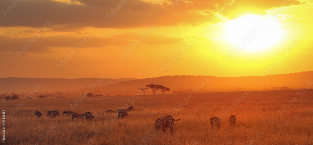 Sunset with zebras