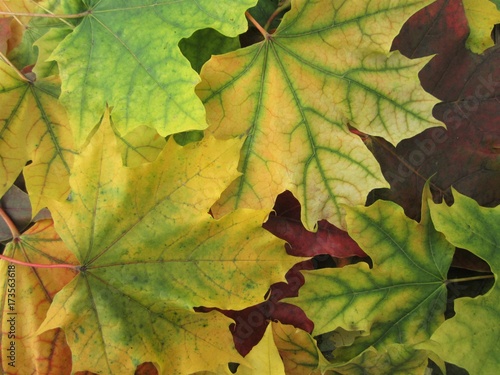 Maple leaves. Autumn background.