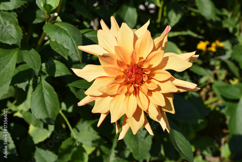 Fototapeta Naklejka Na Ścianę i Meble -  Dahlia orange en été au jardin