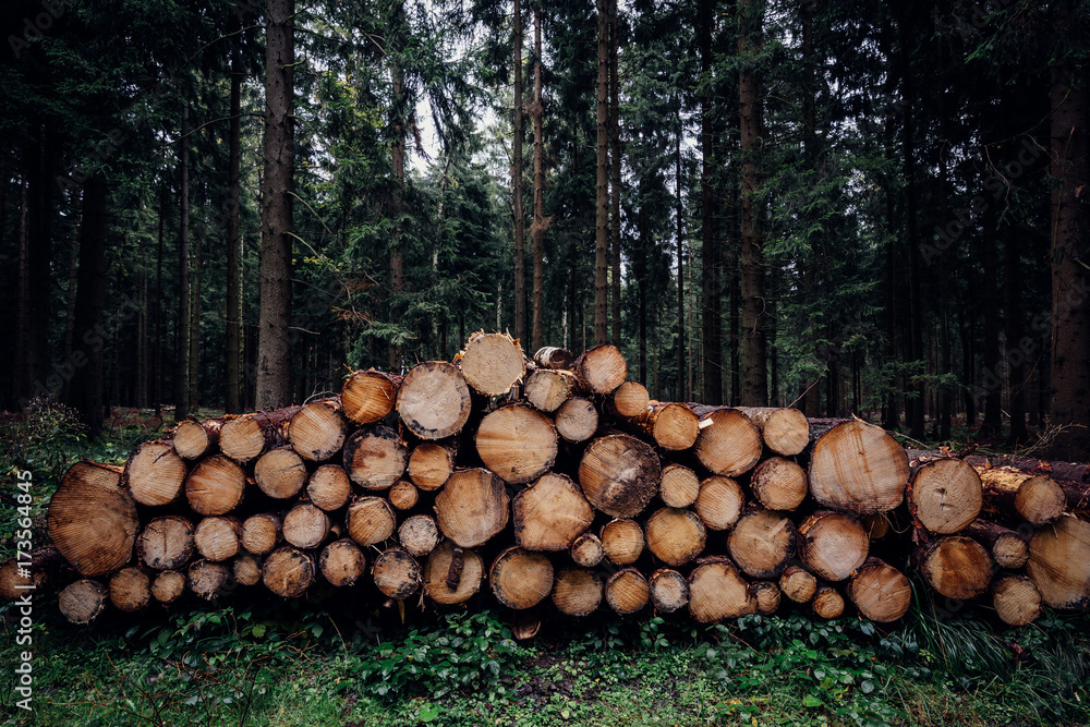 Brennholz im Wald gestapelt, Holzhaufen