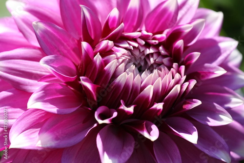 Magenta Dahlia 1