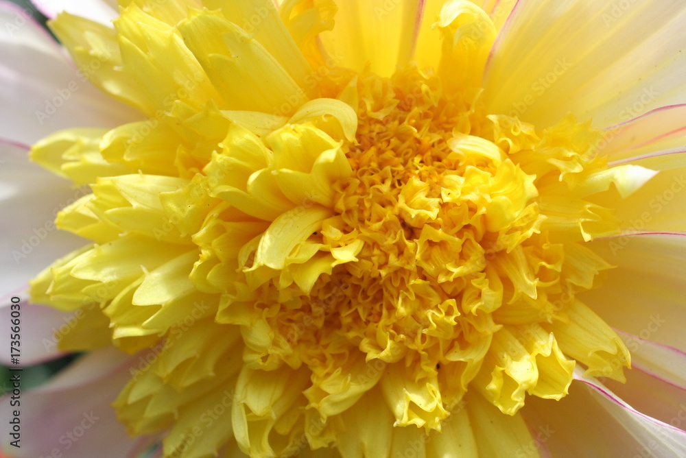 Yellow Dahlia 1 Yellow Dahlia 1