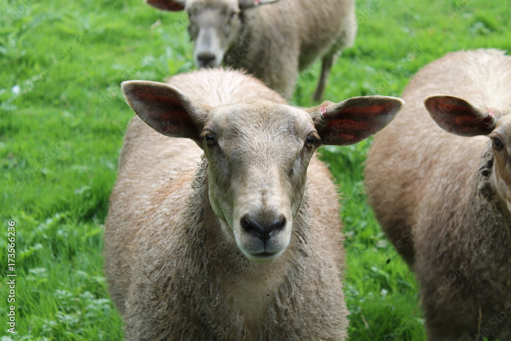 Fototapeta premium sheep