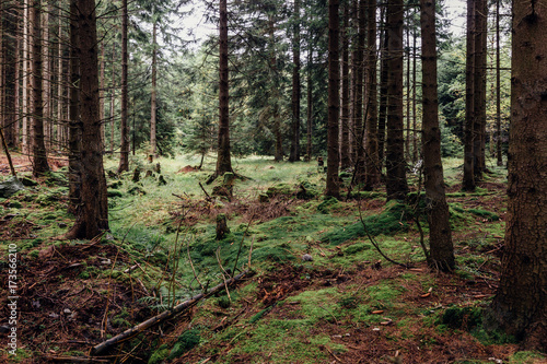 Fichten stehen im Nadelwald, Natur im Nationalpark Harz