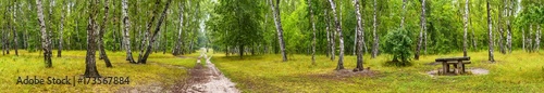 Birch grove with a road and bench on sunny summer day, huge panorama © rustamank