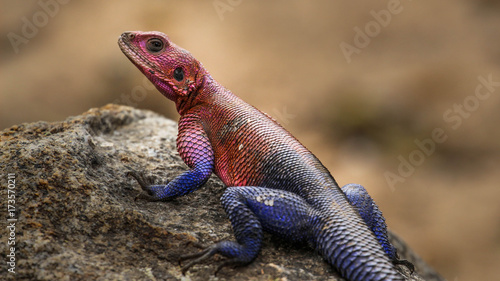 Rainbow lizard