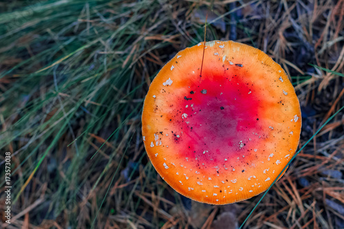 Red poisonous Amanita mushroom