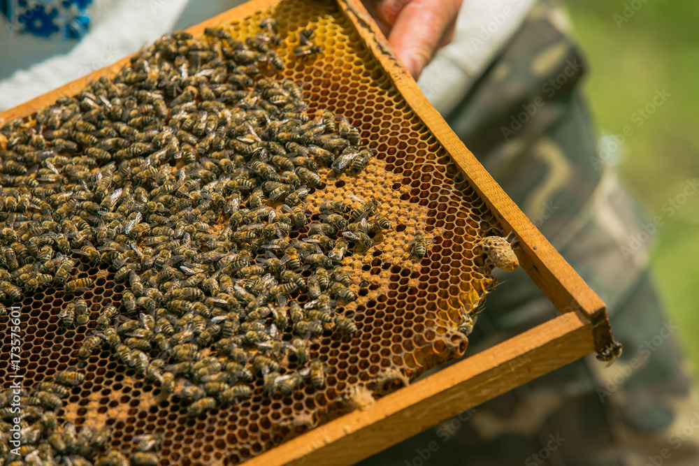 Hand of beekeeper is working with bees and beehives on the apiary. Bees on honeycomb. Frames of a bee hive. Beekeeping. Honey. Hand of beekeeper is working with bees and beehives on the apiary. Bees on honeycomb. Frames of a bee hive. Beekeeping. Honey.