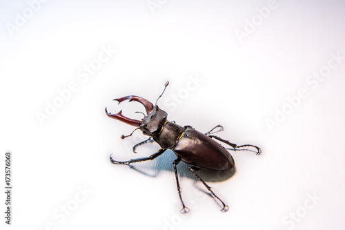 Male stag beetle isolated on white background. Rhinoceros beetle. Battle Beetle. © Vadim