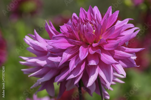 Fototapeta Naklejka Na Ścianę i Meble -  Dahlien (Dahlia)