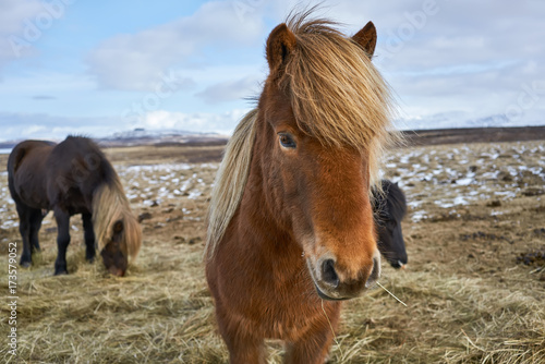 Icelandic horses on field