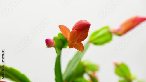 Timelapse blossoming cactus flower. Time-lapse blooming.schlumbergera. Timelapse on a white background. photo