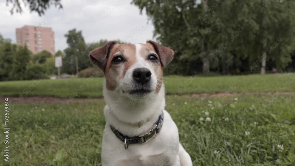 Jack Russell Terrier sitting in the city park and then go away Jack Russell Terrier sitting in the city park and then go away