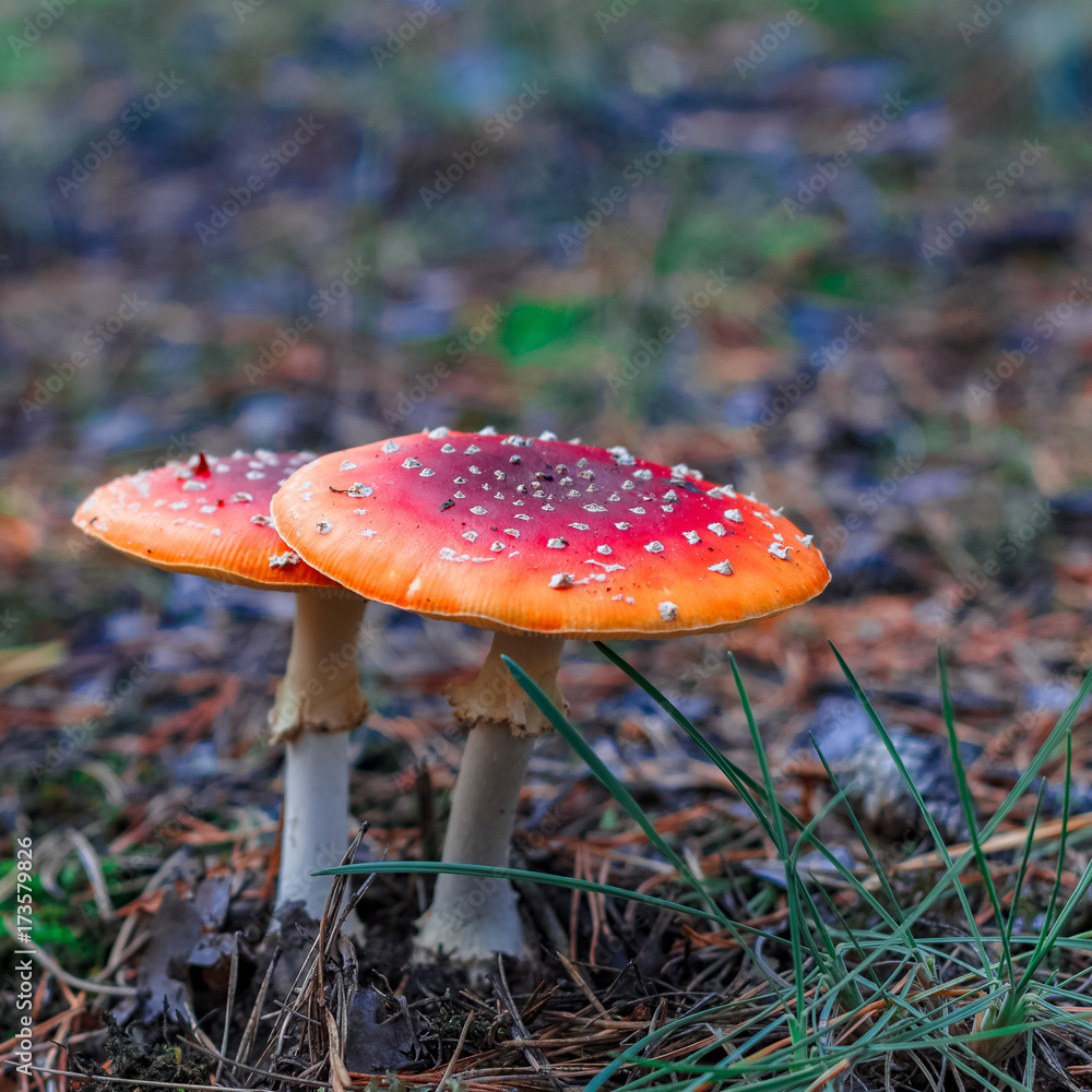 Red poisonous Amanita mushrooms Red poisonous Amanita mushrooms