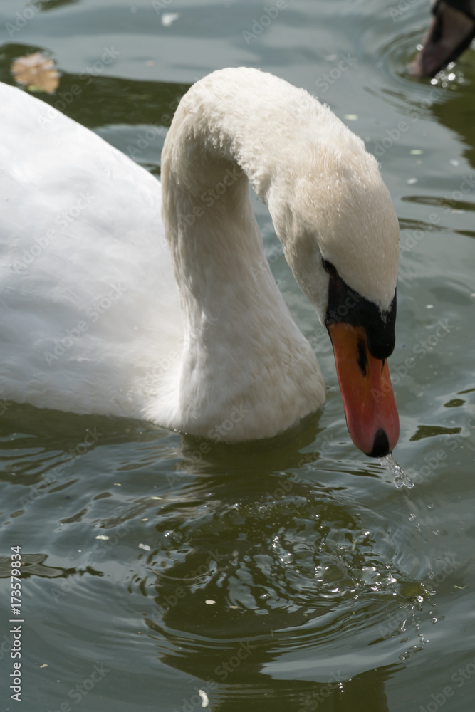 Obraz premium Schwan