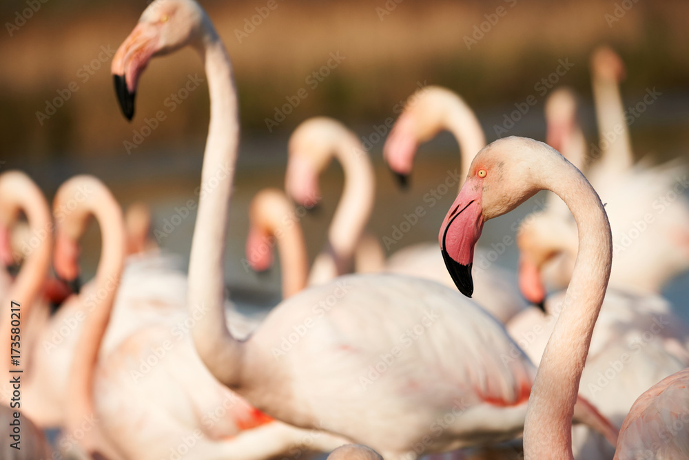 Naklejka premium Pink flamingos