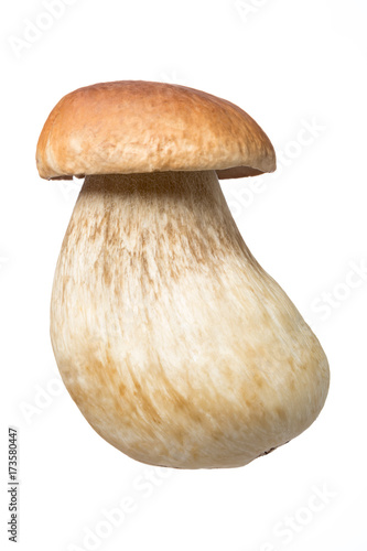 Edible mushroom isolated.