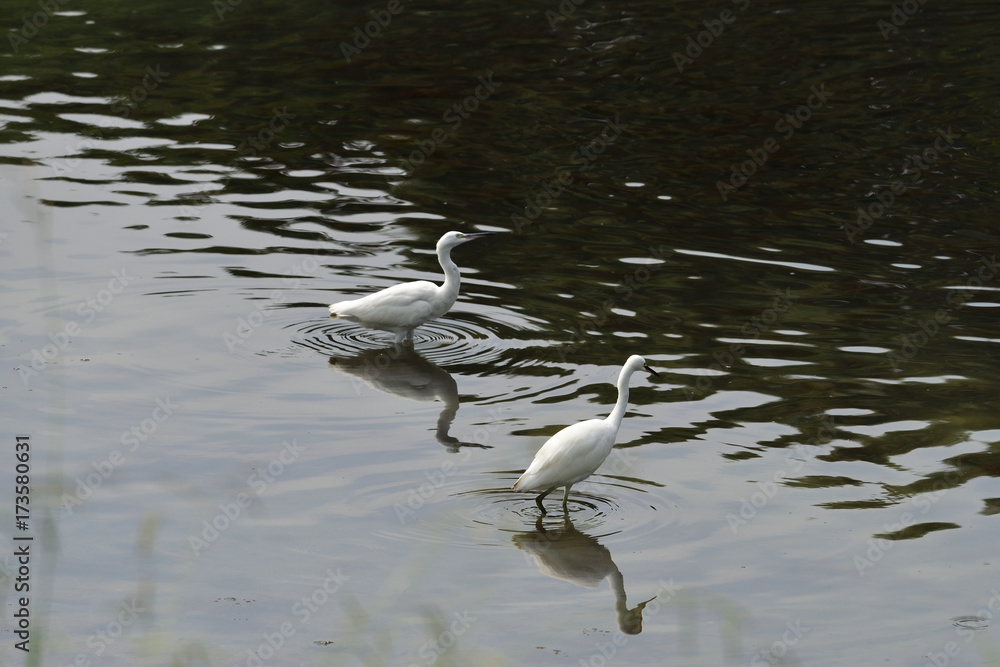 little egret little egret